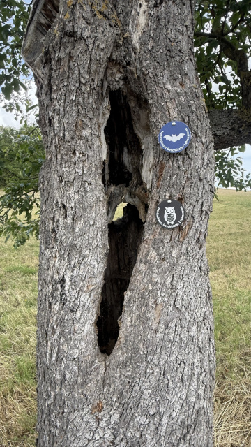 Ansicht Habitatbaum mit blauer und schwarzer Plakette