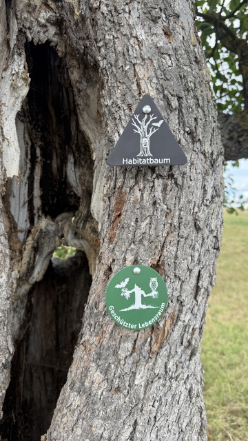Ansicht Habitatbaum mit schwarzer und grüner Plakette
