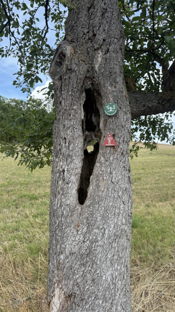 Ansicht Habitatbaum mit grüner und roter Plakette